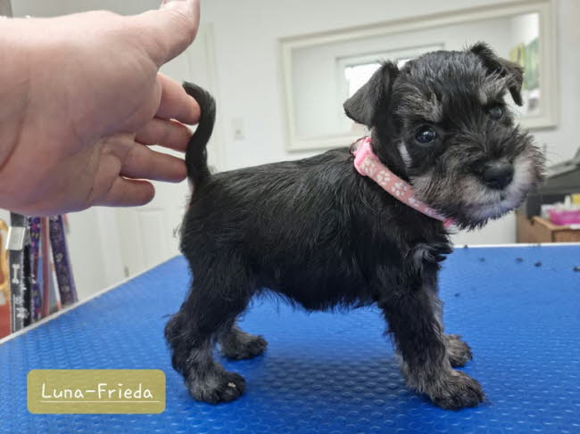 325842307_724734739355784_8070716326919704701_n