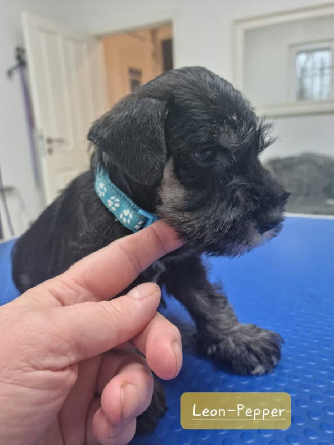 325854215_751038826221111_7521638500414787253_n