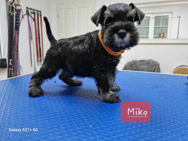 331943511_505438505112996_5035028979423565231_n