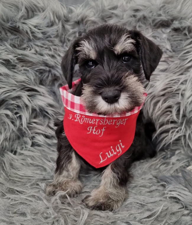 334079273_720328122873026_8419340849541269985_n