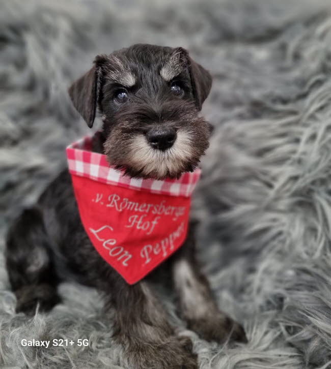 334093061_943298026685875_1839619808652532628_n