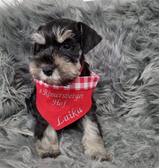 334108813_1279785792602541_6147604584720695441_n