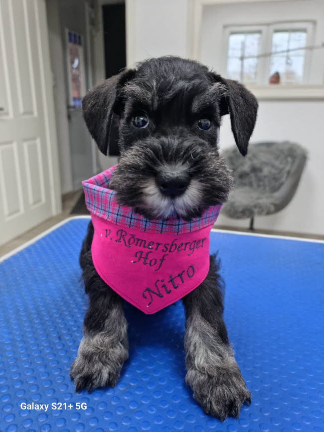 334903270_895601598431998_7629442091701211846_n