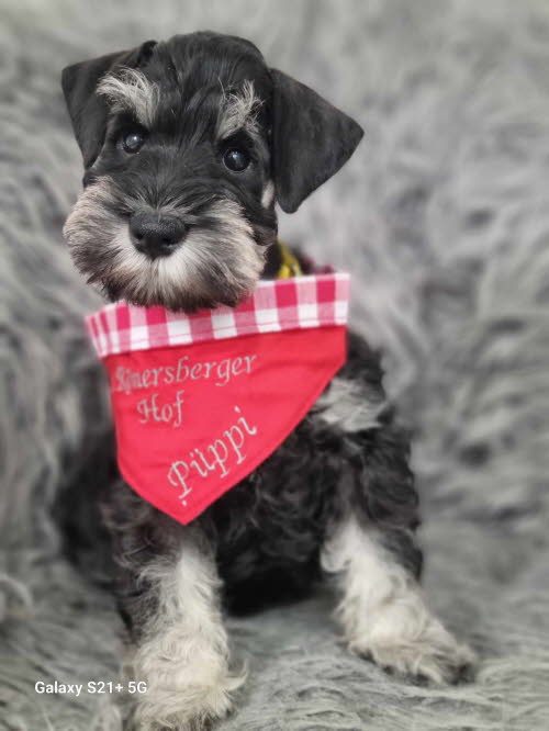 428923623_709195548025609_1154785343622112991_n